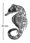 False-eyed seahorse (Hippocampus biocellatus)