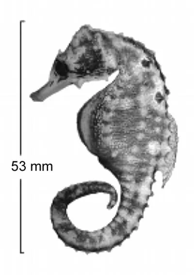 False-eyed seahorse (Hippocampus biocellatus)