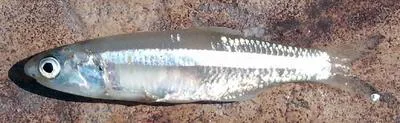 False grunion (Colpichthys regis)