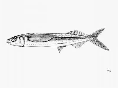 False halfbeak (Oxyporhamphus micropterus similis)