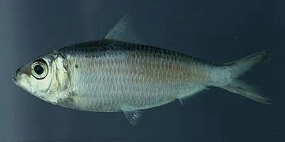 False herring (Harengula clupeola)
