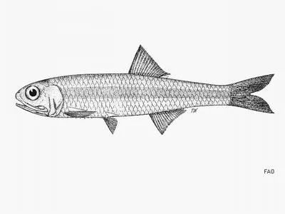 False Indian anchovy (Stolephorus advenus)