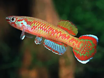 False jewel killi (Aphyosemion exigoideum)