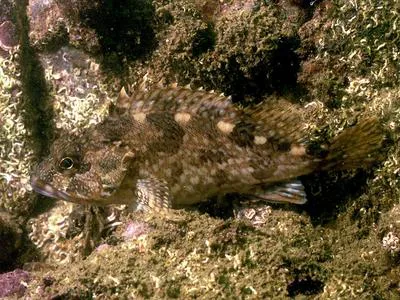 False kelpfish (Sebastiscus marmoratus)