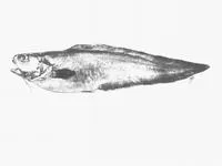 False kinglip (Hoplobrotula gnathopus)