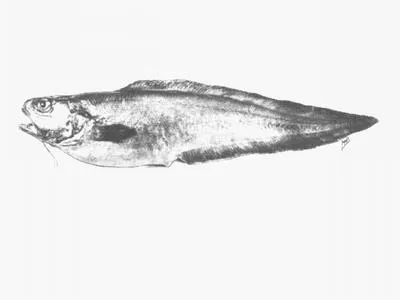 False kinglip (Hoplobrotula gnathopus)