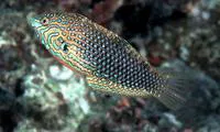 False leopard (Macropharyngodon ornatus)