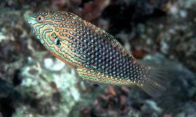 False leopard (Macropharyngodon ornatus)