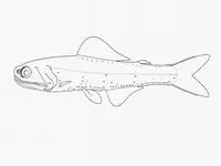 False-midas lanternfish (Gymnoscopelus hintonoides)