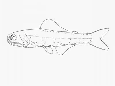 False-midas lanternfish (Gymnoscopelus hintonoides)