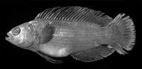 False midnight dottyback (Manonichthys winterbottomi)