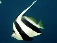 False moorish idol (Heniochus diphreutes)