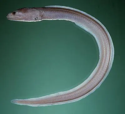 False moray (Kaupichthys hyoproroides)