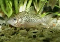 False network catfish (Corydoras sodalis)