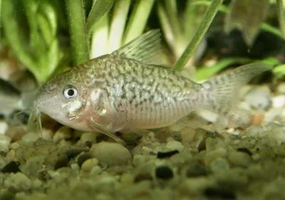 False network catfish (Corydoras sodalis)