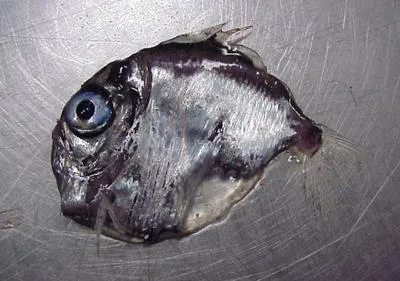 False oblique hatchetfish (Sternoptyx pseudodiaphana)