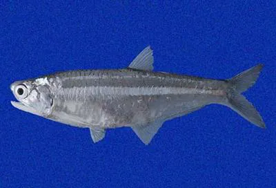 False Panama anchovy (Anchoa mundeola)