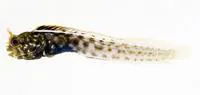 False papillose blenny (Acanthemblemaria greenfieldi)