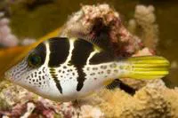 False puffer (Paraluteres prionurus)