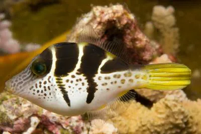 False puffer (Paraluteres prionurus)