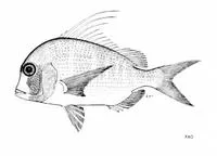 False red stumpnose (Chrysoblephus lophus)
