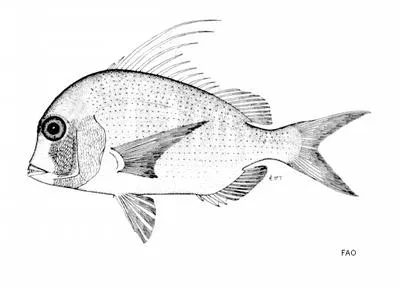 False red stumpnose (Chrysoblephus lophus)