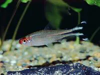 False rummynose tetra (Petitella georgiae)