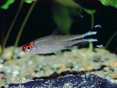 False rummynose tetra (Petitella georgiae)