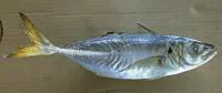 False scad (Caranx rhonchus)