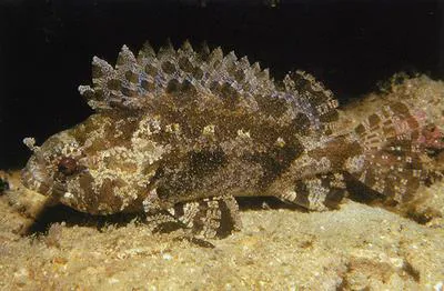 False scorpionfish (Centrogenys vaigiensis)