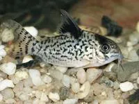 False spotted catfish (Corydoras leucomelas)