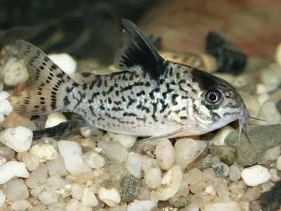 False spotted catfish (Corydoras leucomelas)