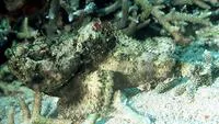 False stonefish (Scorpaenopsis diabolus)