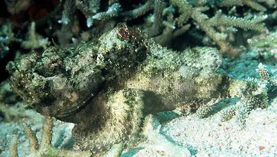 False stonefish (Scorpaenopsis diabolus)