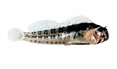 False Tasmanian blenny (Parablennius postoculomaculatus)