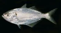 False trevally (Lactarius lactarius)