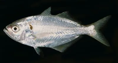 False trevally (Lactarius lactarius)