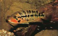 False yellowjacket cichlid (Parachromis motaguensis)