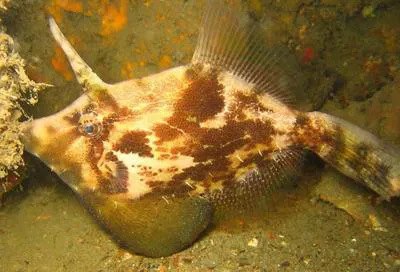Fan-bellied leatherjacket (Monacanthus chinensis)