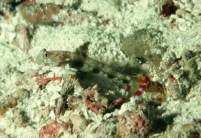 Fan shrimp-goby (Tomiyamichthys latruncularius)