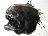 Fanfin angler (Caulophryne jordani)
