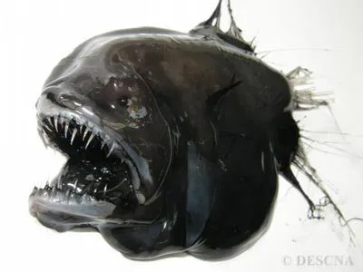 Fanfin angler (Caulophryne jordani)