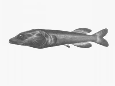 Fanfin smooth-head (Asquamiceps velaris)