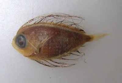 Fanfish (Pteraclis carolinus)