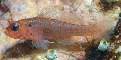 Fang's pygmy goby (Trimma fangi)