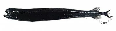 Fangtooth dragonfish (Melanostomias niger)