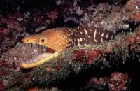 Fangtooth moray (Enchelycore anatina)
