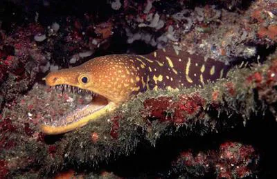 Fangtooth moray (Enchelycore anatina)