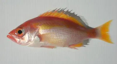 Fangtooth perch (Lepidoperca brochata)