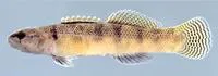Fantail darter (Etheostoma flabellare)
